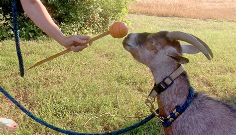 GoatClicker™ .